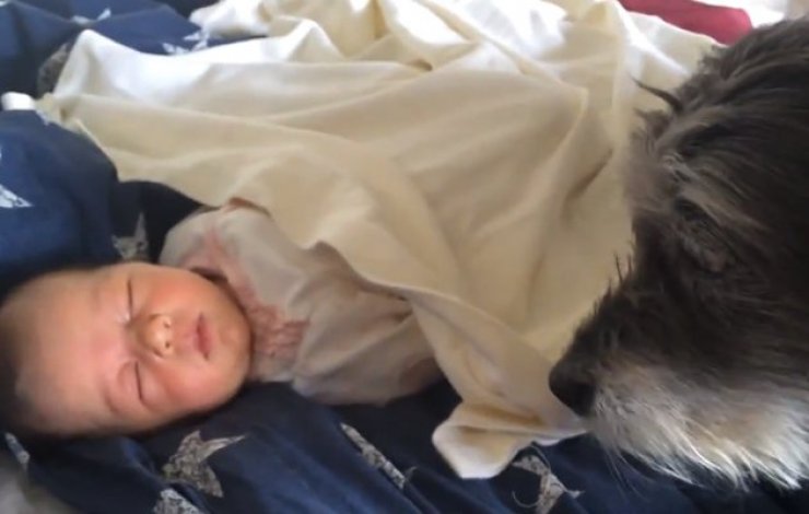 Σκύλος τακτοποιεί την κουβέρτα κοιμισμένου βρέφους [video]