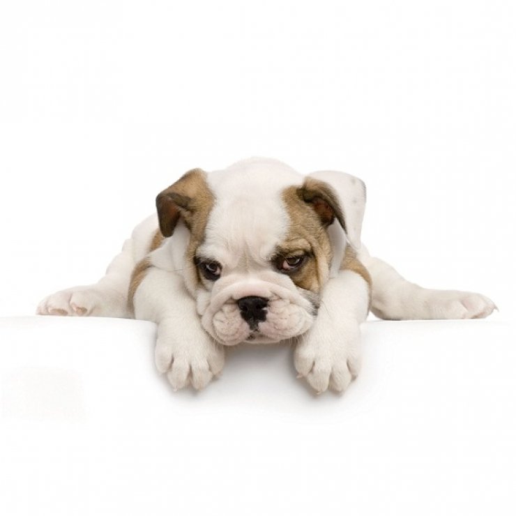 H φιλανθρωπική εκδήλωση του συνδέσμου Pets2Adopt