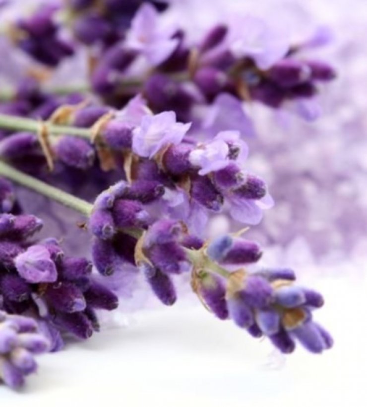  5 ιδιότητες της λεβάντας που δεν ξέρεις