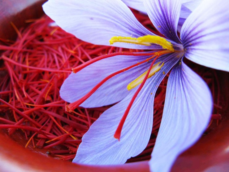 Σαφράν: Ο θησαυρός της φύσης