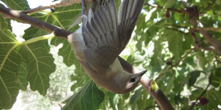 Ελληνοκύπριος καταδίωκε άγρια πτηνά στο Κιβισίλι