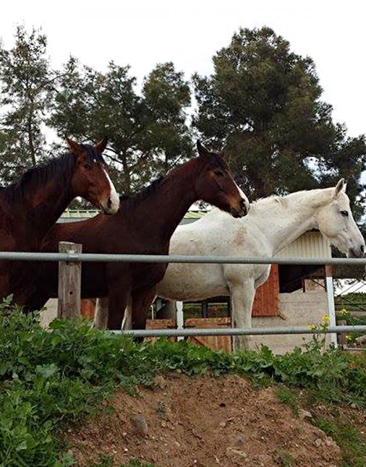 Ζήσε την περιπέτεια στη φύση [στη Riverland Dairy Bio Farm]
