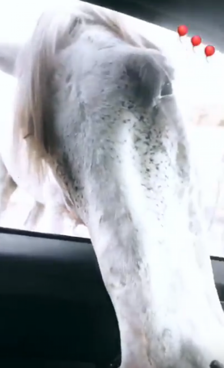 Δεν πιστεύαμε στα μάτια μας! Άλογο “εισέβαλε” στο αυτοκίνητο επώνυμης της κυπριακής showbiz! [βίντεο]