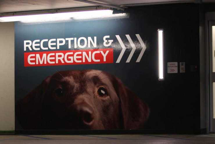 Ποιο διάσημο μοντέλο πήγε σε κτηνιατρική κλινική;