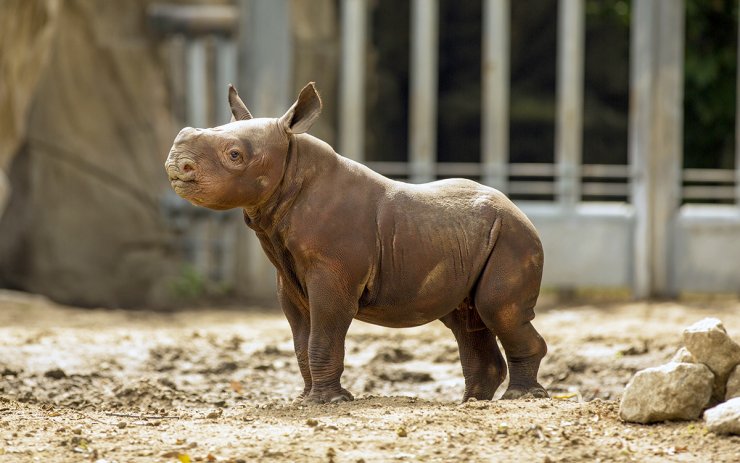 Το μωρό Ρινόκερος που δεν κοιμάται χωρίς παραμύθι