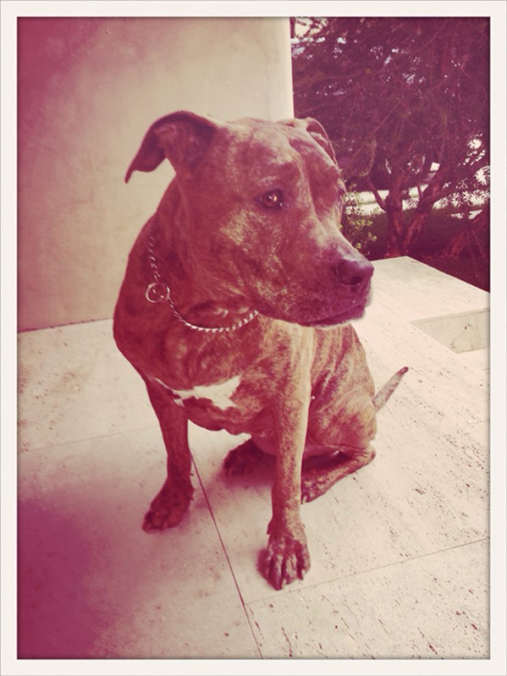 Αυτός είναι ο καλύτερος φίλος διάσημης σταρ του Hollywood [φωτογραφίες]