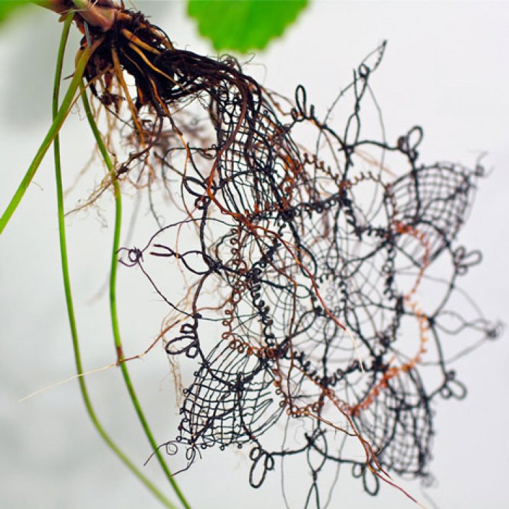 Δαντέλα… γενετικά φτιαγμένη!