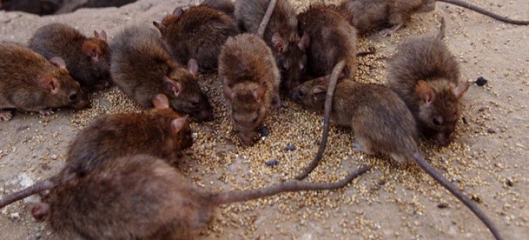 Το «κορίτσι αρουραίος» - Είχε για κατοικίδια χιλιάδες τρωκτικά!