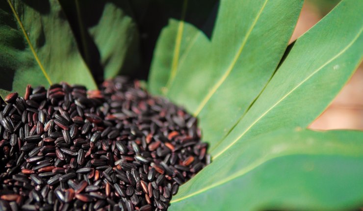 Το μαύρο ρύζι και τα οφέλη στην υγεία μας