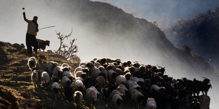 Στην εντατική 79χρονος βοσκός που χάθηκε