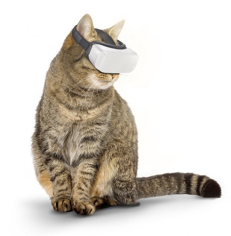 CAT VR