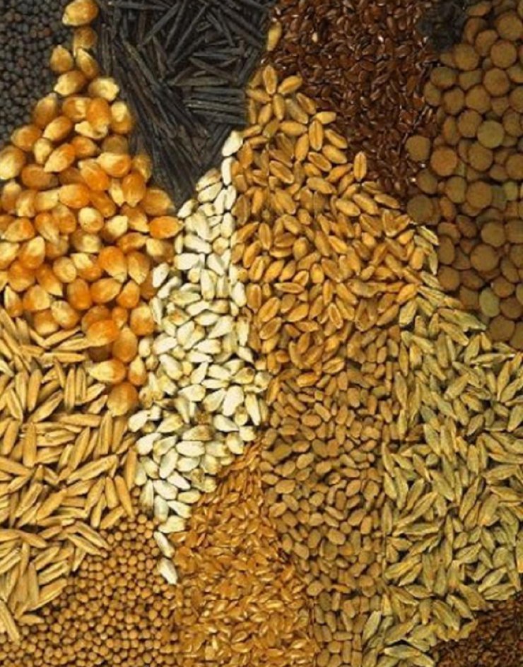 Το Σάββατο στη Λευκωσία θα φυτέψουμε σπόρους!