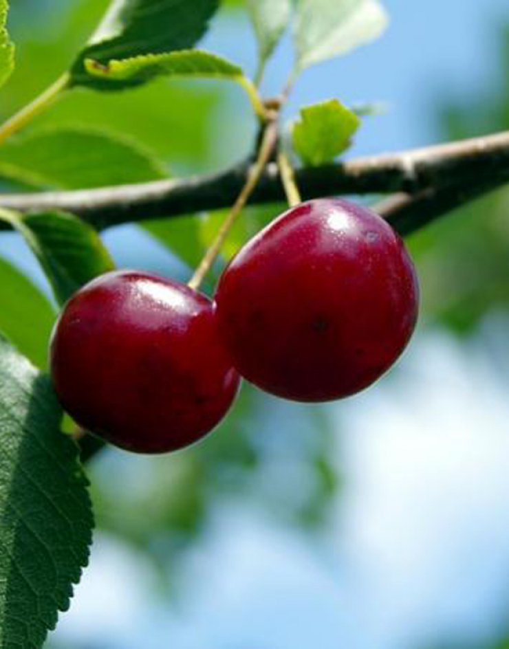 Ο Πεδουλάς διοργανώνει το 1ο Φεστιβάλ Κερασιού