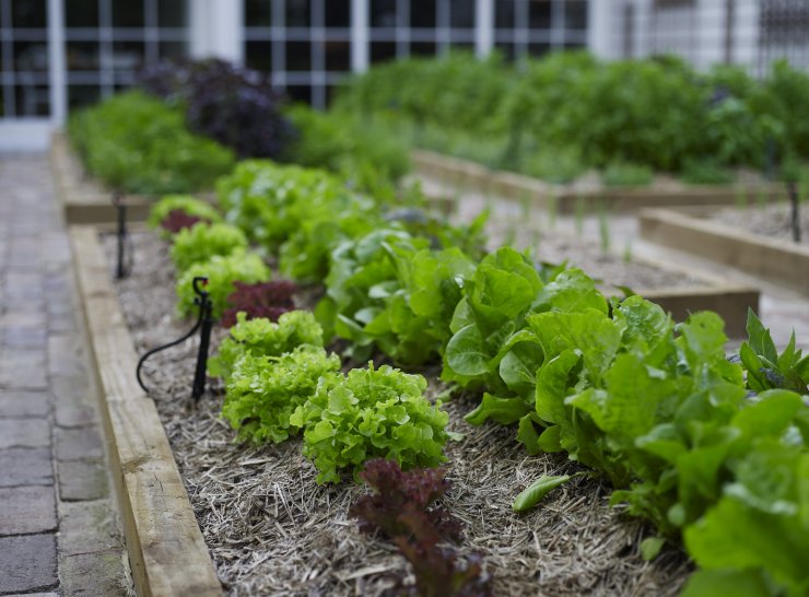 In the Herb Garden... στο Κολόσσι