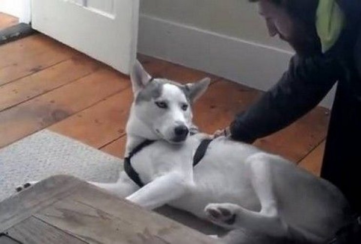 Σαρώνει στο διαδίκτυο το χάσκι που λέει "όχι" [βίντεο]