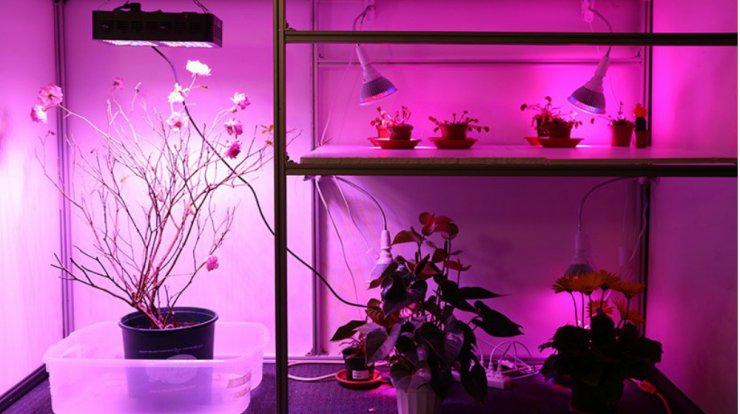 Ένα φυτό με ηλεκτρικά ενεργά συστήματα ακολουθεί το φως όπου πάει