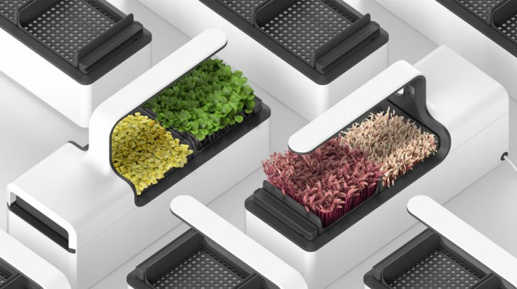 Ένας μικρός κήπος πάνω στον πάγκο της κουζίνας σου