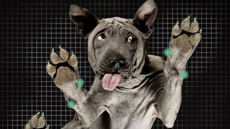 Custom made σόλες για το κατοικίδιό σου