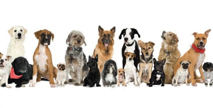 Μέρα Υιοθεσίας: Παγκόσμια Μέρα Στείρωσης