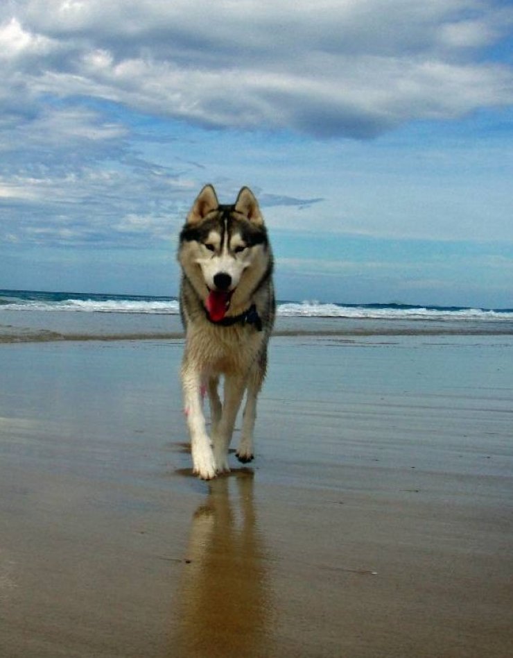 Pet friendly παραλίες σε όλη την Κύπρο
