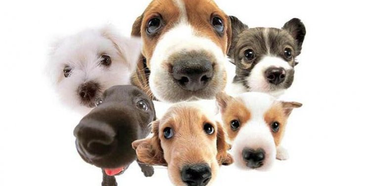 Καταφύγιο Σκύλων Λευκωσίας: "Τέχνη στο Πάρκο"