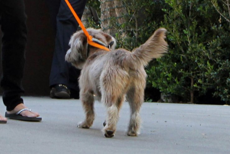 Κάποιος να σώσει τα σκυλιά της Jennifer Aniston 