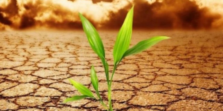 Ξεκίνησε έρανος για αναδάσωση των καμένων εκτάσεων