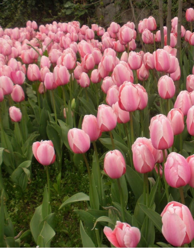 Στην Κύπρο έχουμε και φεστιβάλ τουλίπας