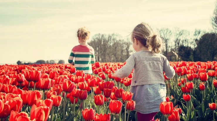 Το φεστιβάλ της τουλίπας επιστρέφει και φέτος