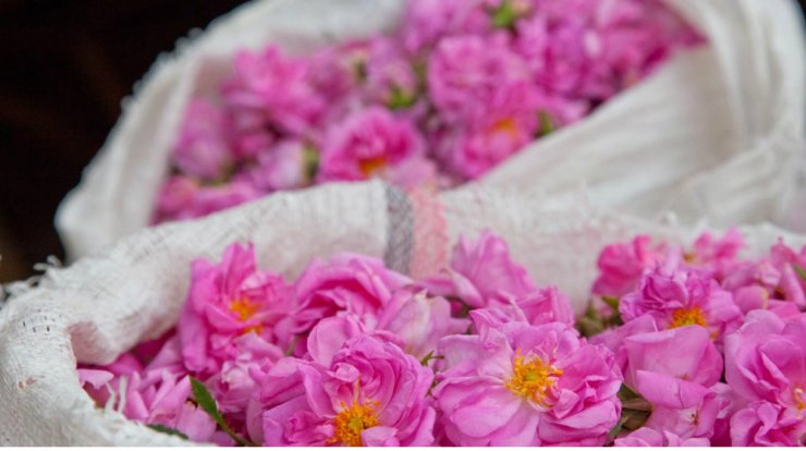 Ο Αγρός ετοιμάζεται για τη 13η Γιορτή Τριαντάφυλλου