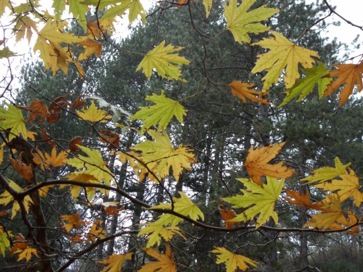 Περιπατητικό φεστιβάλ από τον ΚΟΤ