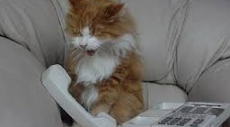 Τηλεφώνημα από γάτα