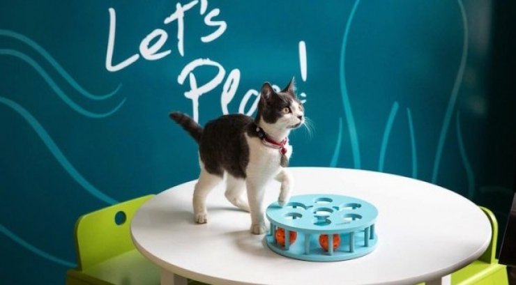 Το πρώτο καφέ με… γάτες άνοιξε στη Νέα Υόρκη!