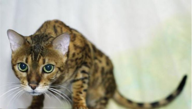 Γάτος σώθηκε χάρη στη μετάγγιση αίματος από σκύλο! 