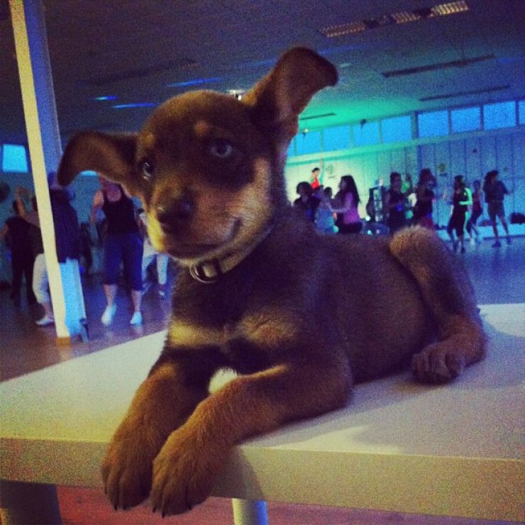 Ποιος είναι ο Κύπριος παρουσιαστής που απέκτησε αυτό το σκυλάκι;