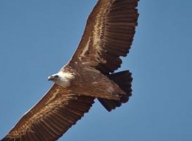 Σπάνιοι γύπες βρέθηκαν νεκροί