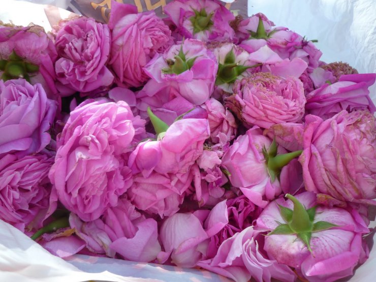 Ο Αγρός ετοιμάζεται για τη 10η Γιορτή Τριανταφύλλου