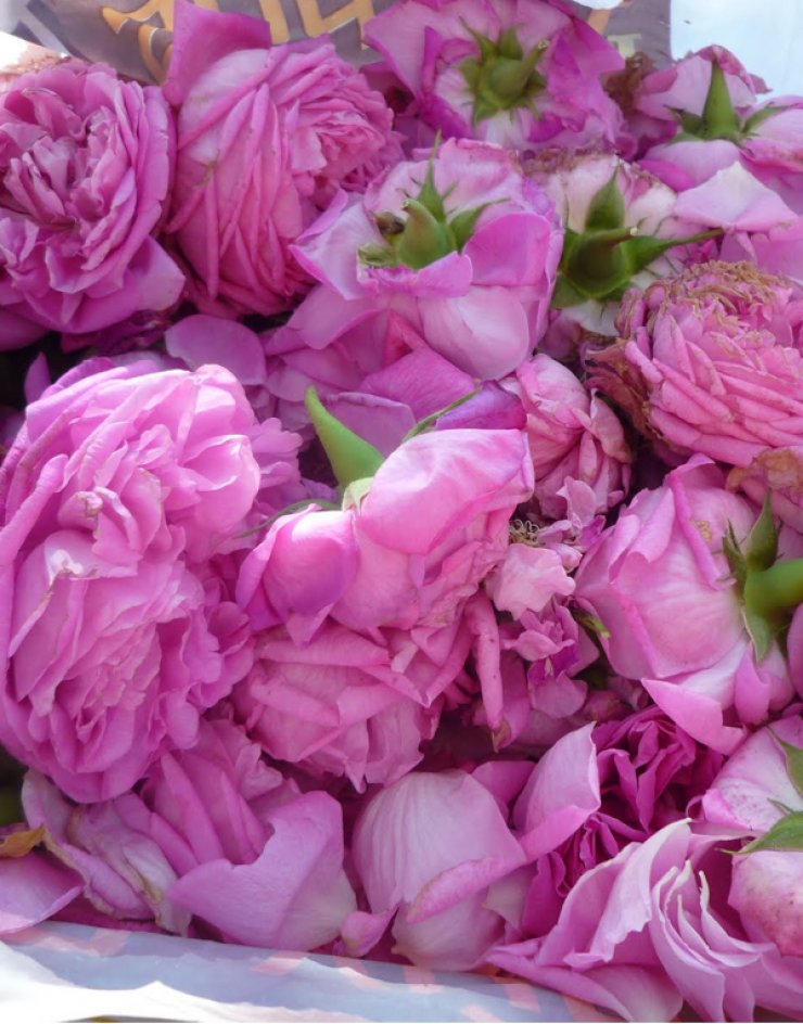 10+1 λόγοι για να πας στο Φεστιβάλ Τριαντάφυλλου στον Αγρό