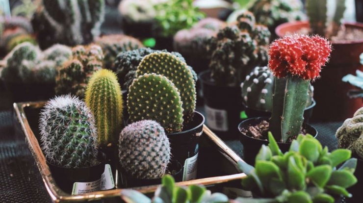 Μια έκθεση για κάκτους, παχύφυτα, βιολογικά και βότανα στη Λευκωσία
