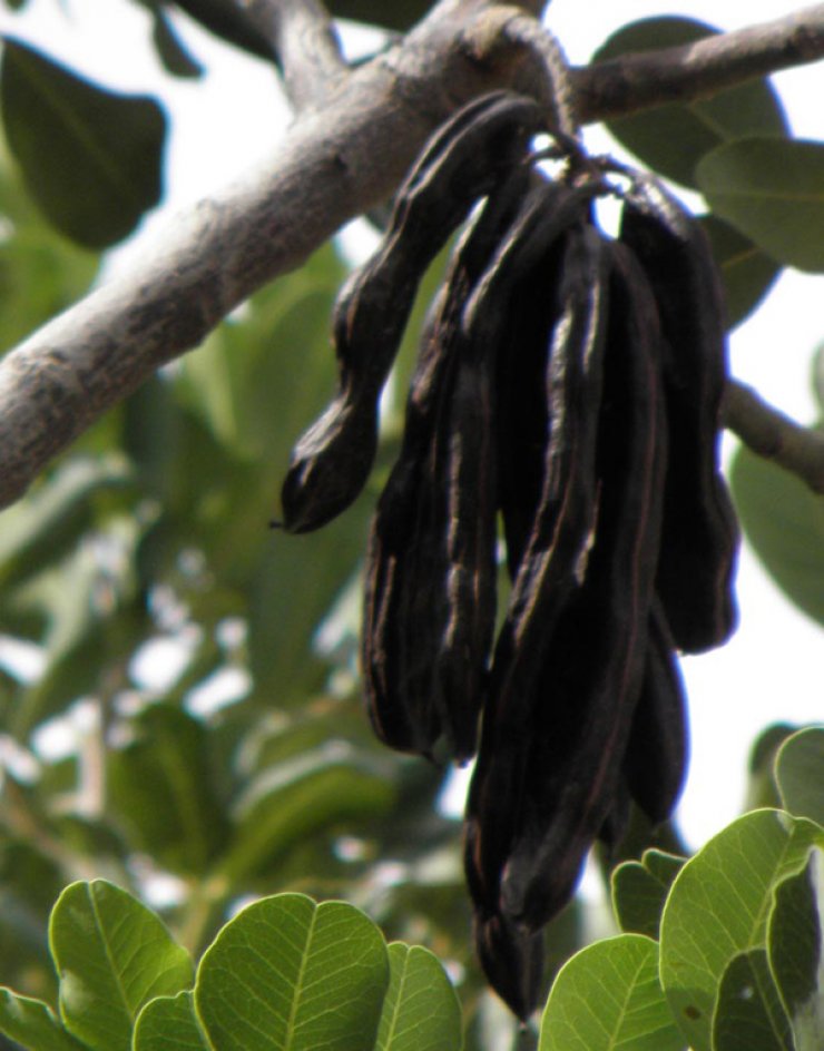 Έρχεται το Φεστιβάλ Χαρουπιού στα Λατσιά