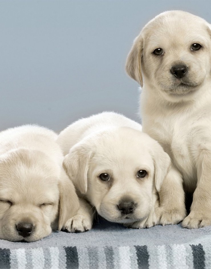 Αύριο στις 11 δημοπρασία για καλό σκοπό