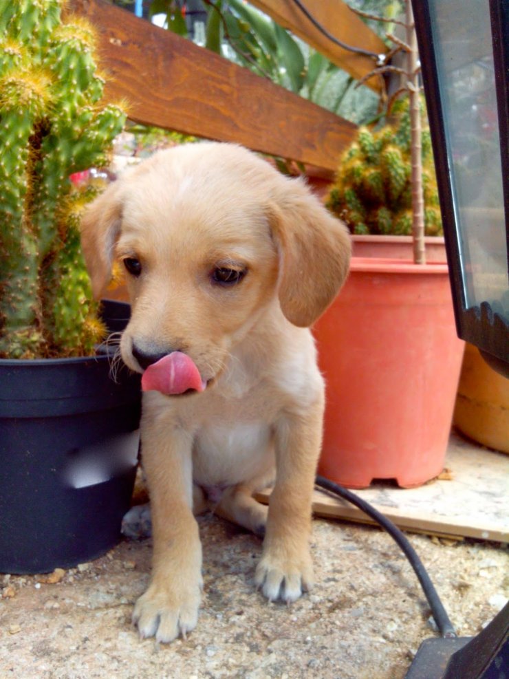 Κάθε πότε πρέπει να πλένουμε τα μπολ του σκύλου & της γάτας;    