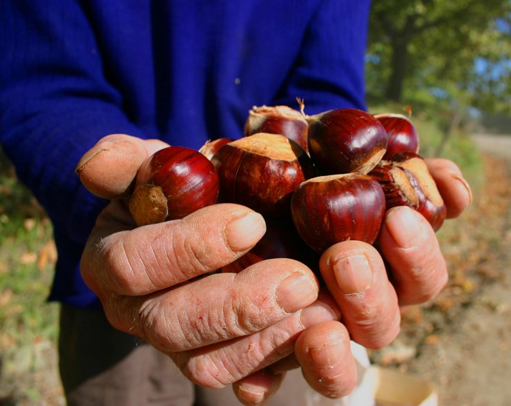 Κάστανο: Ο βασιλιάς της χειμερινής διατροφής