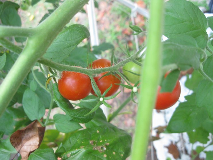 Χειροπέδες σε 40χρονο που διακινούσε παρανομα φυτοφάρμακα