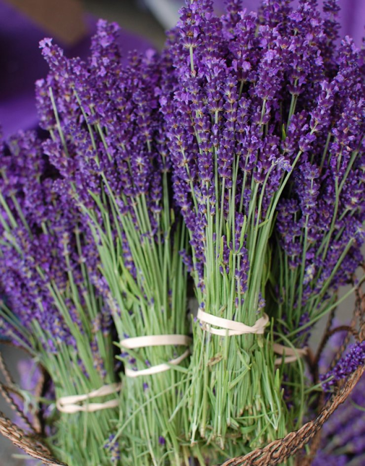 Μυρίζουμε τη λεβάντα των Πλατρών [την Πρωτομαγιά]