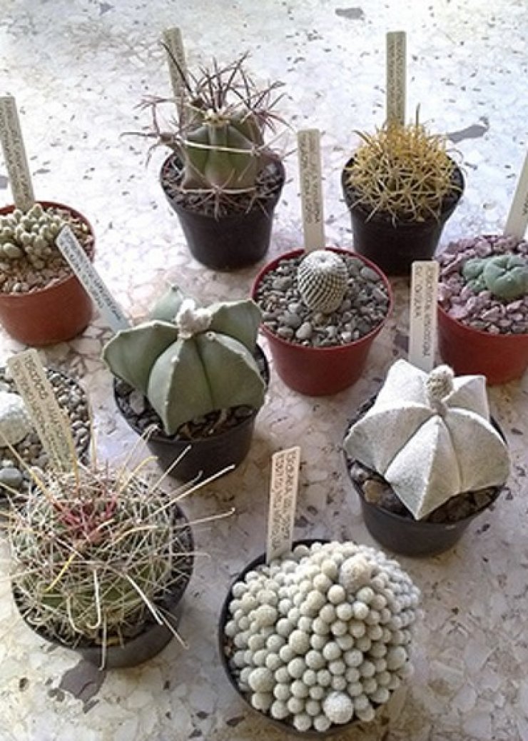 Έκθεση κάκτων και παχυφύτων στο Πάρκο Ακρόπολης