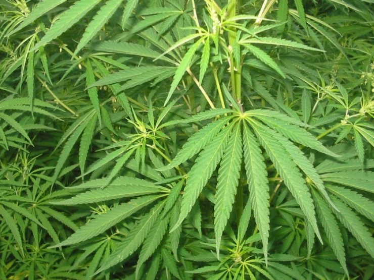 Πως συνδέεται η σχιζοφρένεια με την χρήση κάνναβης;