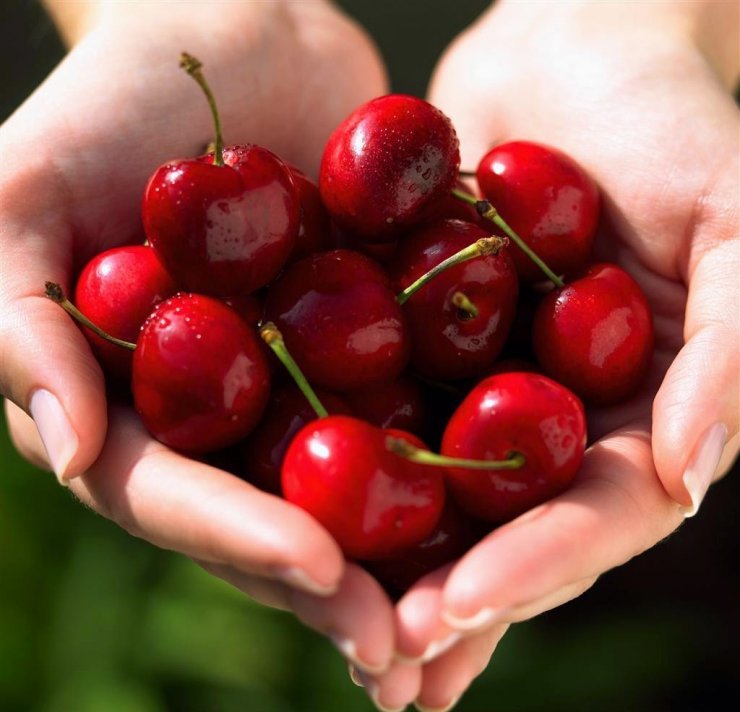 Τρώμε δωρεάν κεράσια στον Κάμπο της Τσακίστρας