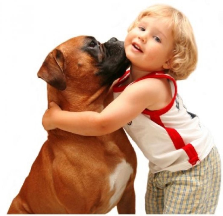  Αυτό δεν το έχετε ξαναδεί. Μωρό μαλώνει ένα... μπουλντόγκ! (βίντεο)