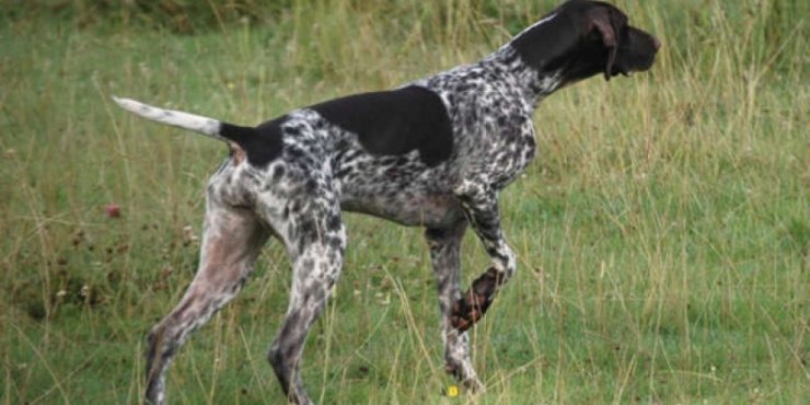 Εξι νεκροί σκύλοι σε υποστατικό στη Μελίνη